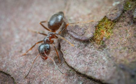 Get Top-Rated Ant Control Without the High Melbourne Prices