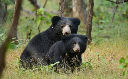 How to Reach Bandhavgarh National Park?