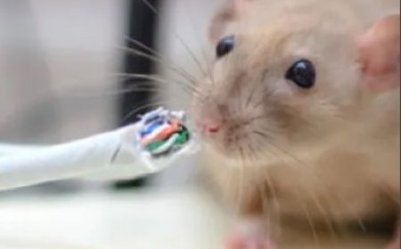 The Health Risks Associated with Rat Infestations in Homes