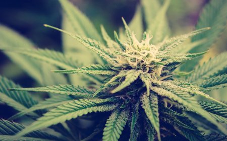 Camino Delivery in Anaheim: Enjoy Delicious Cannabis Gummies at Your Door