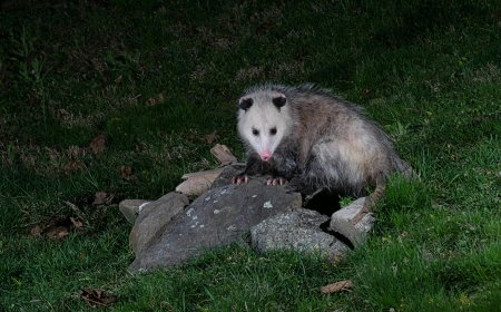 Tired of Night Noises? Try These Possum Control Solutions Now