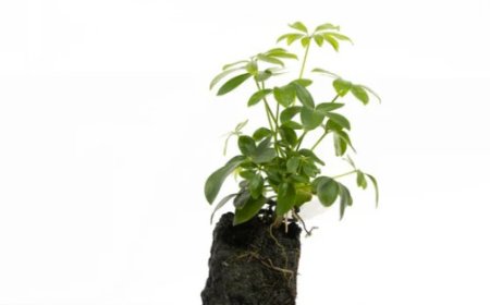 A Day in the Life of a Local Florist in Burnley: Behind the Petals