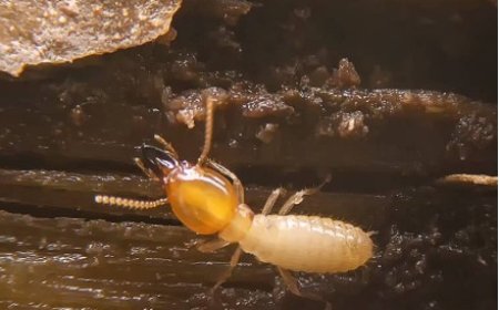 Insect-Specific Treatments: Targeted Pest Control for Long-Lasting Protection