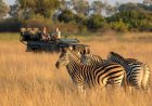 Cheetah Safaris Launches Exclusive Botswana Safari Packages for 2025 Travelers