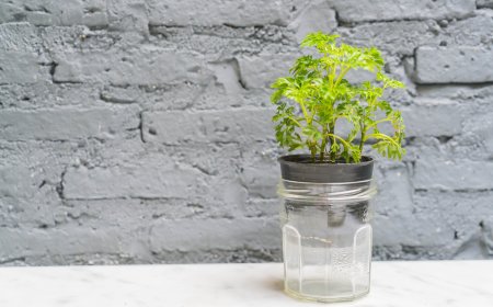 Self Watering Planters