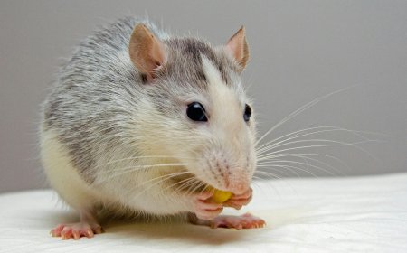 The Real Benefits of Rodent Control Services in Melbourne