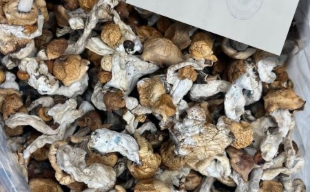 How to detect magic mushrooms near me