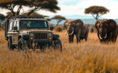 What is the Best African Safari Destination?